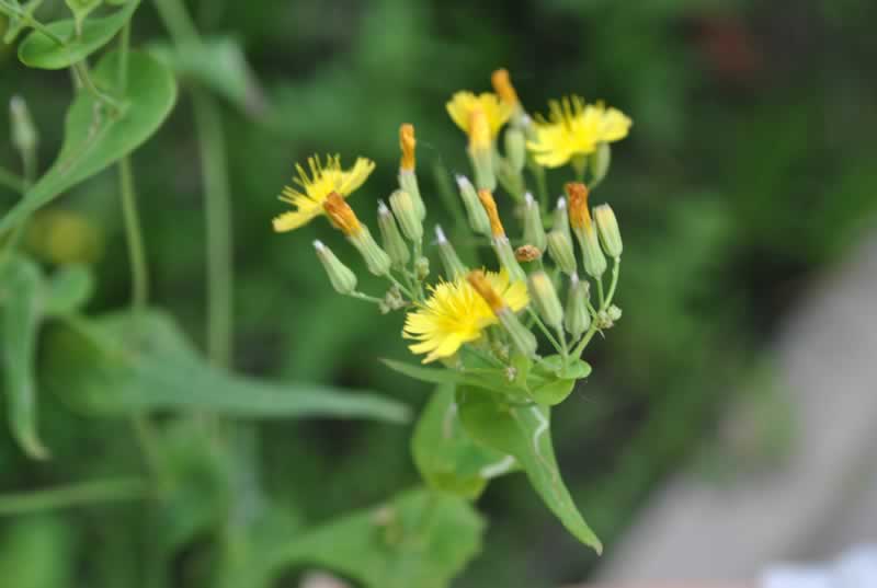 ֲ���،�(xi��)