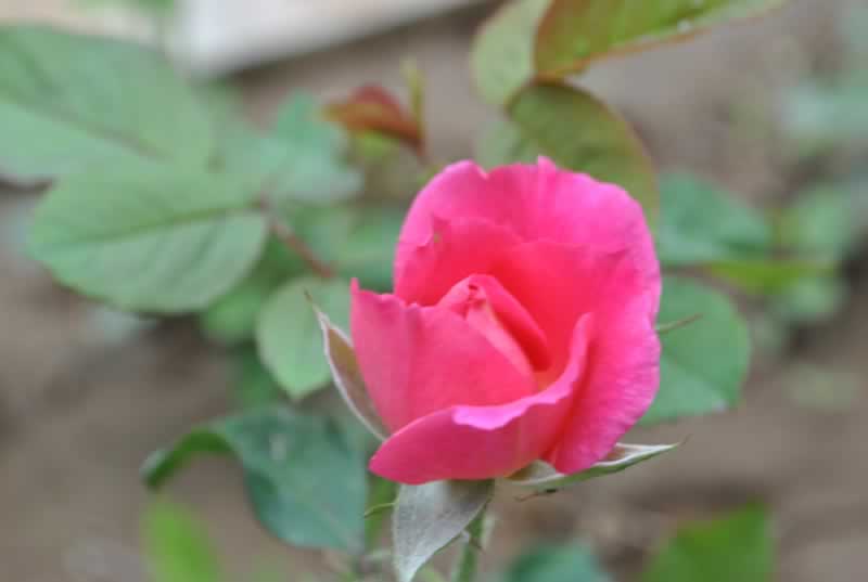 ��(d��)��һ֧������ ��Ӱ�L(f��ng)���^(q��)���[����